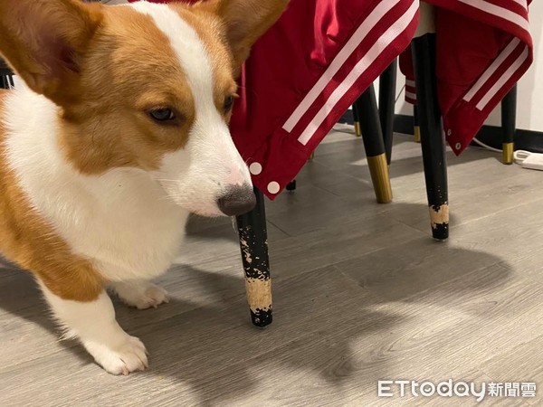 柯基宝宝睡觉打翻白眼,柯基宝宝睡觉视频原声