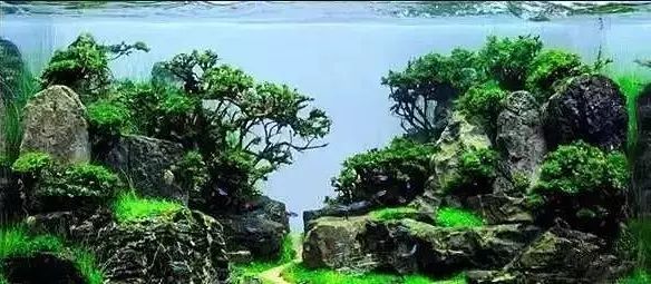 30缸一棵莫斯树造景,莫斯树和丹麦红玫瑰造景