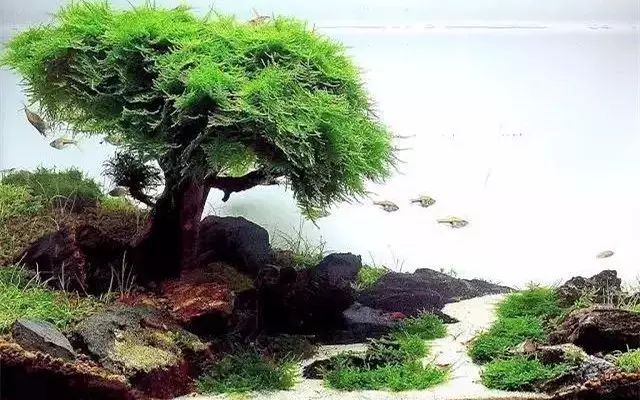30缸一棵莫斯树造景,莫斯树和丹麦红玫瑰造景