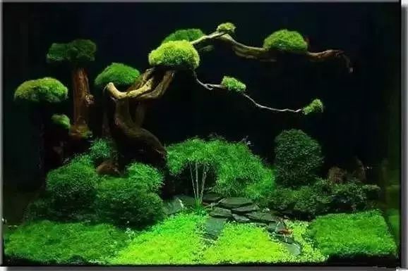 30缸一棵莫斯树造景,莫斯树和丹麦红玫瑰造景