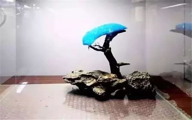 30缸一棵莫斯树造景,莫斯树和丹麦红玫瑰造景