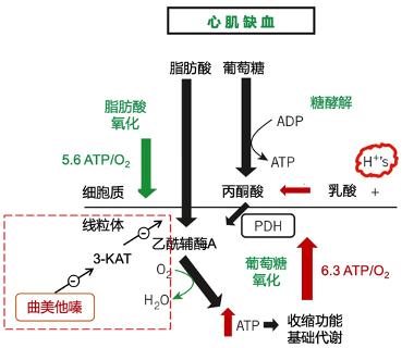 关于心绞痛的西药处方,曲美他嗪治疗心绞痛