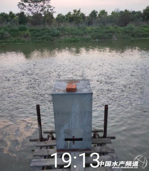 黄颡鱼爆发性死亡,黄颡鱼爆发性死亡怎么治疗