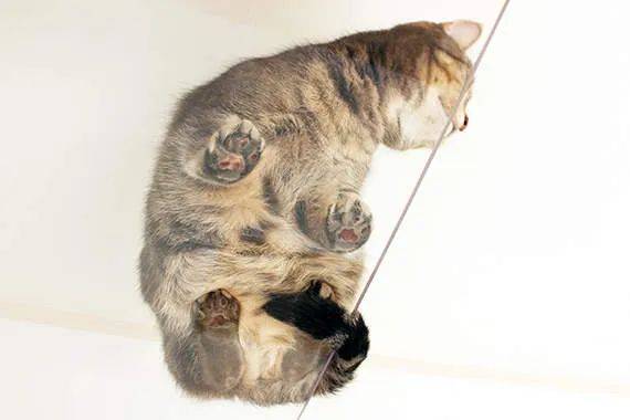 猫奴的春天!日本这家公司专门打造出「猫奴公寓」,每一处设计都超贴心