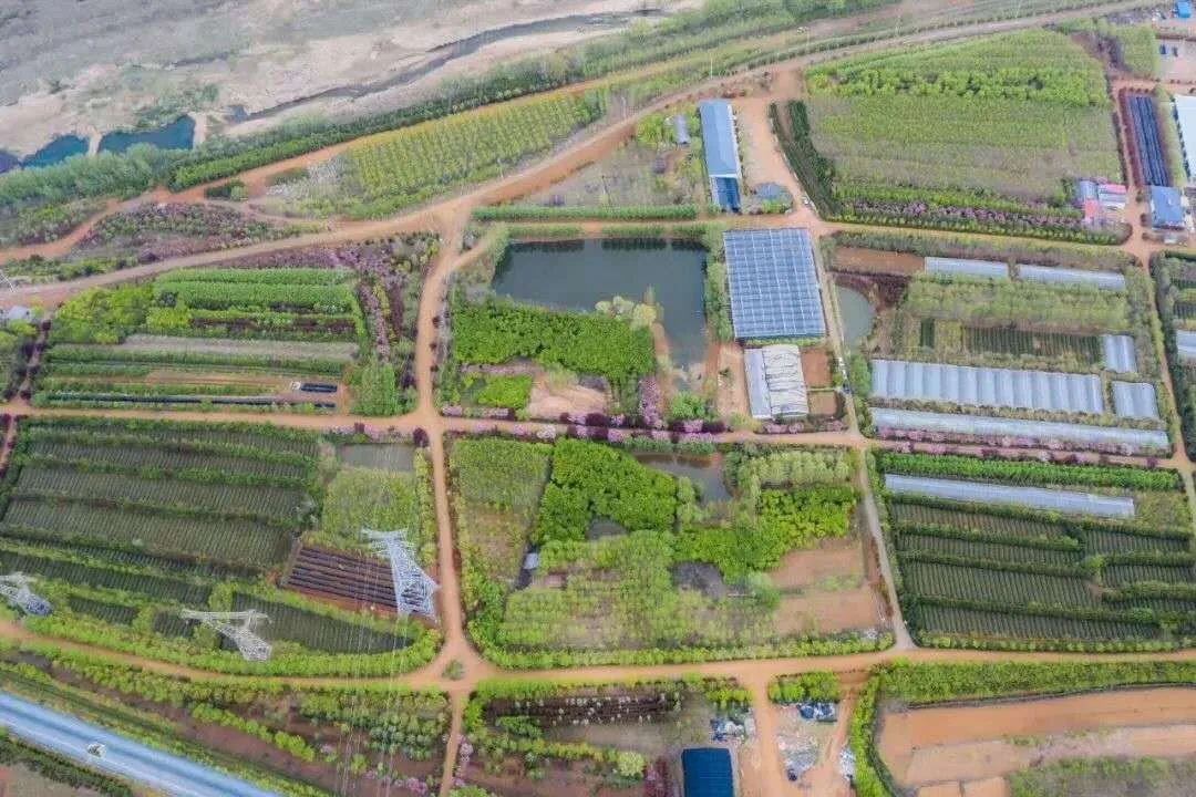 樱桃熟了五一好去处,采摘樱桃好去处五莲