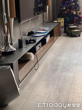 猫一直冲着主人喵喵叫为什么,猫突然特别粘人一直喵喵叫