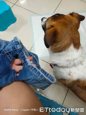 妈妈短裤被咬成破裤“洞洞超尴尬”　凶手冷看一眼淡定离场