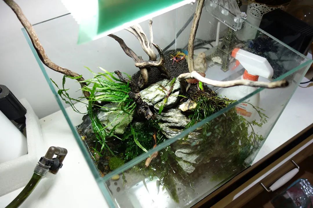 为了宝宝出掉草缸，最后还是耐不住寂寞啊