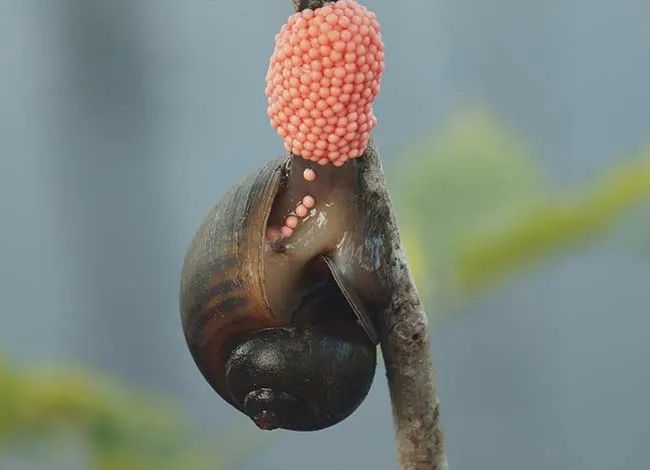 广东男童感染寄生虫病,男童寄生虫病
