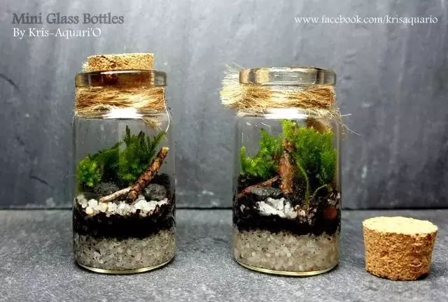 胶囊微景观,胶囊景观