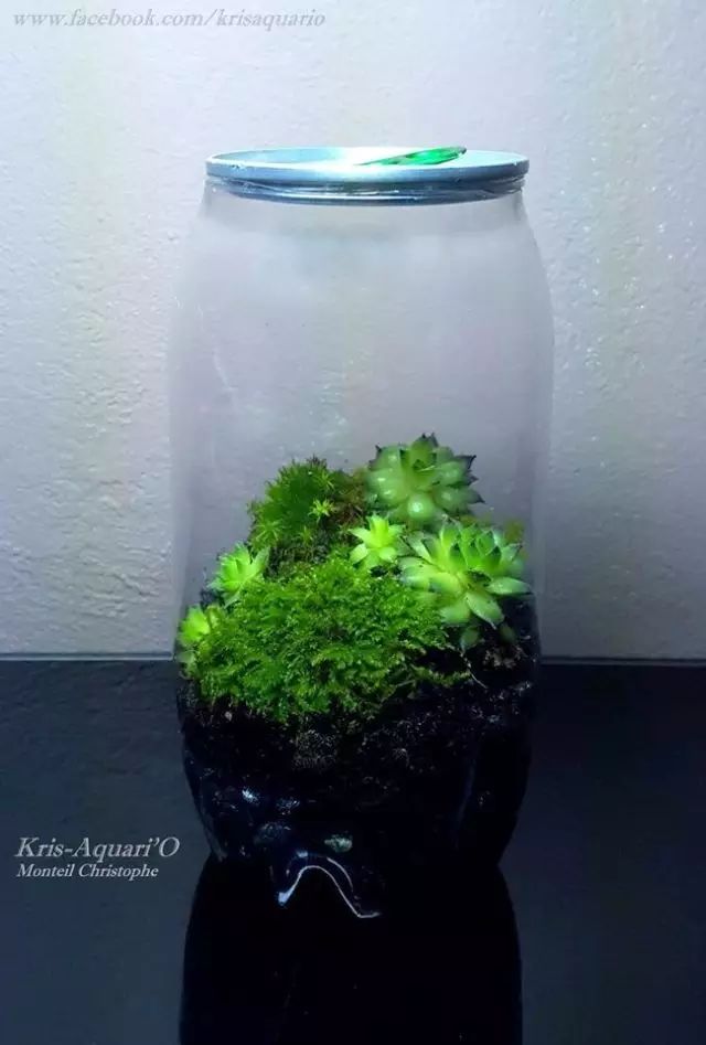 胶囊微景观,胶囊景观