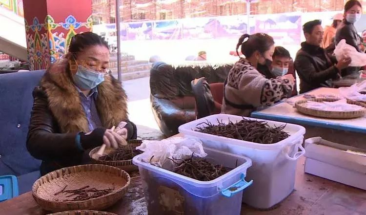 野生新虫草上市,新鲜货虫草