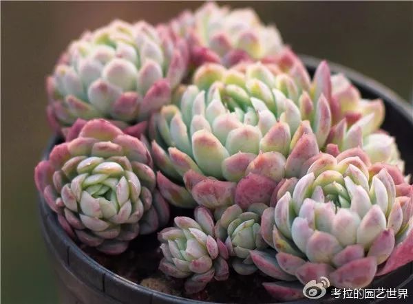 那些年被肉友爱过且脸盲过的月影系！你都有吗？