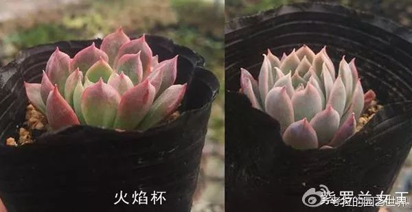 那些年被肉友爱过且脸盲过的月影系！你都有吗？