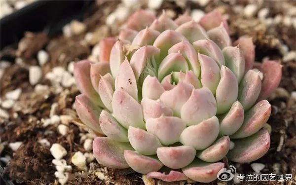 那些年被肉友爱过且脸盲过的月影系！你都有吗？