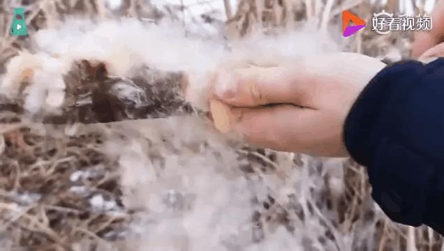 植物大战僵尸盘点那些奇葩的植物,植物大战僵尸最诡异的十大植物