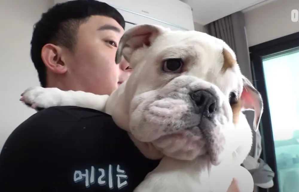 小奶狗怎么越吃越瘦是什么原因,小奶狗太瘦如何快速长胖