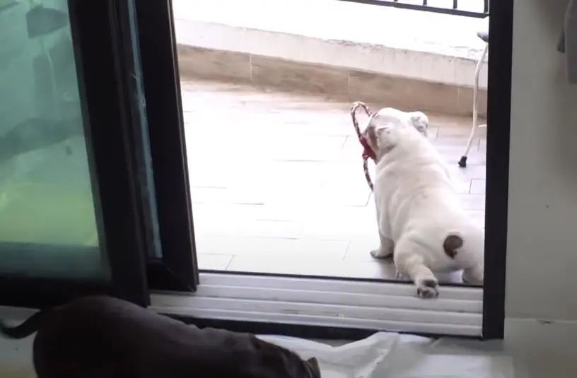 小奶狗怎么越吃越瘦是什么原因,小奶狗太瘦如何快速长胖