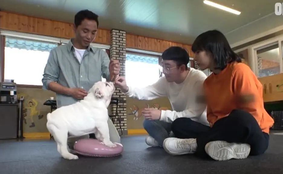 小奶狗怎么越吃越瘦是什么原因,小奶狗太瘦如何快速长胖