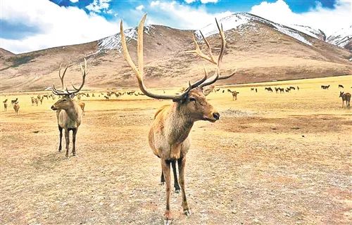 闈掕棌楂樺師涓婄殑椹箍,楂樺師涓婄殑椹箍