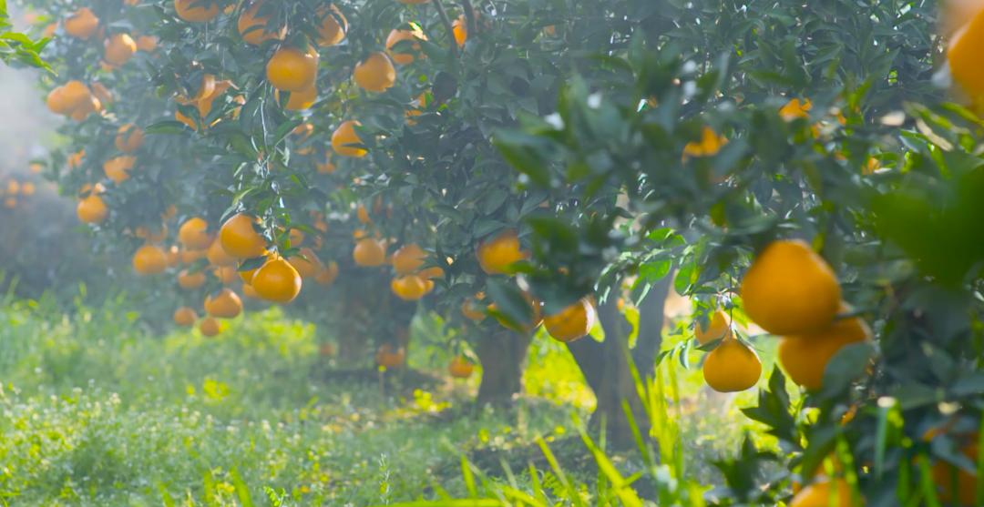 味在眉山丨创响农产品地域品牌——丹棱县桔橙农产品地理标志建设纪实