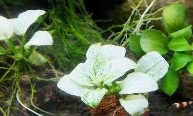 11个水产养殖的土办法,水溶肥的施肥方法和禁忌