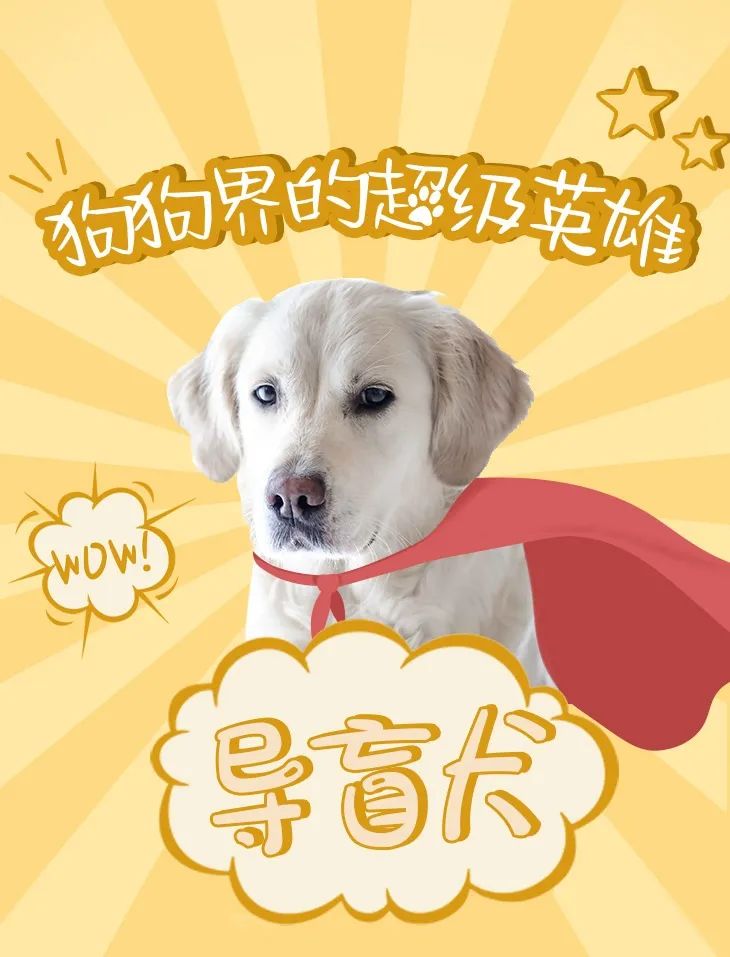 导盲犬是什么品种的狗狗,导盲犬成长史详解