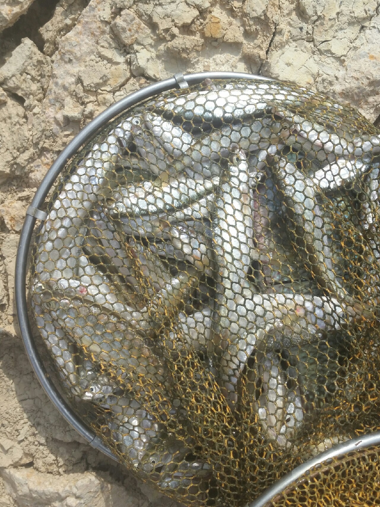 喜欢你！515狂拉不断！探钓永春红五一水库