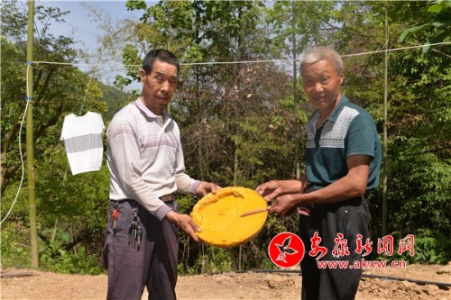 “二贾”高山蜜，致富“新法宝”