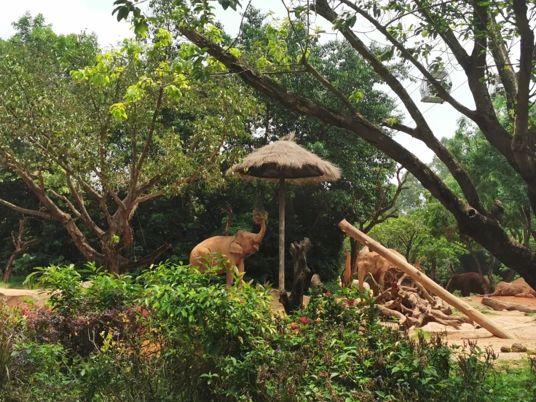 最新广州长隆野生动物园南门攻略,广州长隆动物园的白虎简介