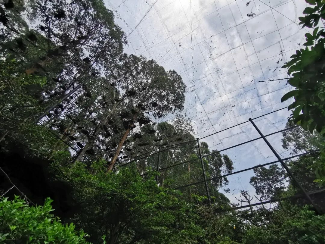 最新广州长隆野生动物园南门攻略,广州长隆动物园的白虎简介