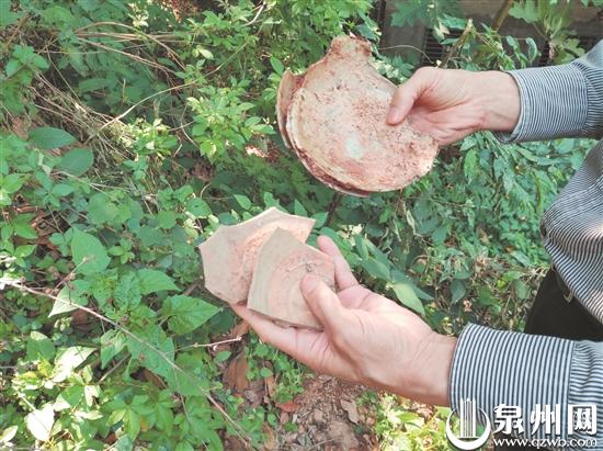 泉州窑和德化窑,泉州古窑