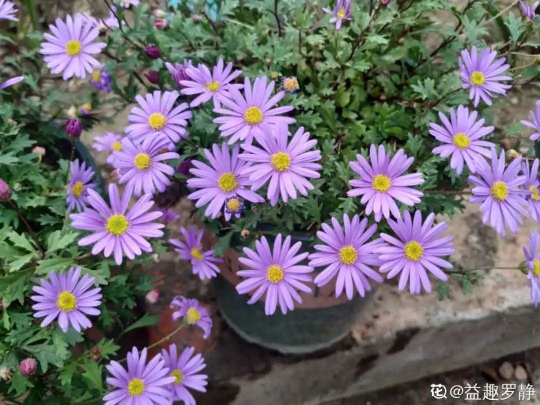 绿道科普展,绿道科普看初夏街头满目芳菲