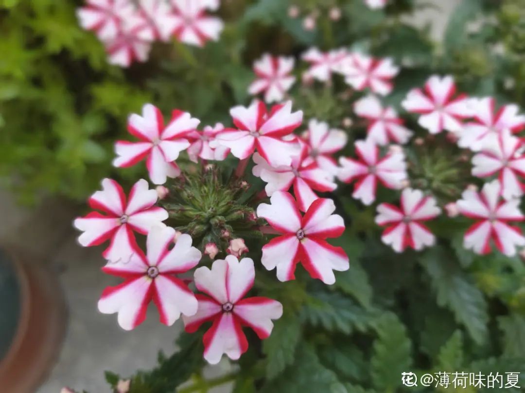 绿道有哪些科普,绿道花卉