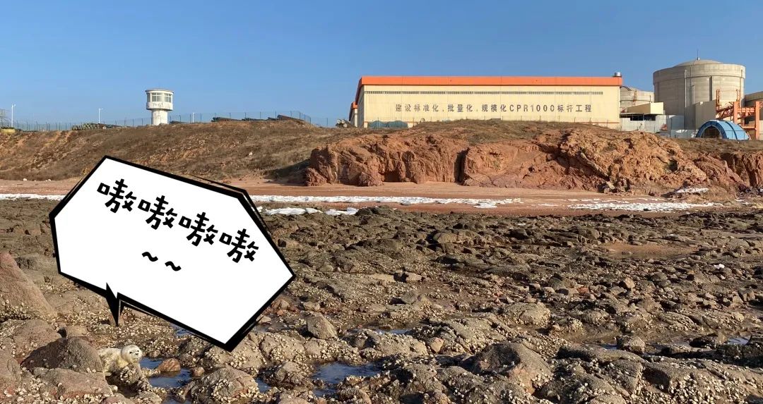 这样的鸟兽胖友圈，你见过吗？