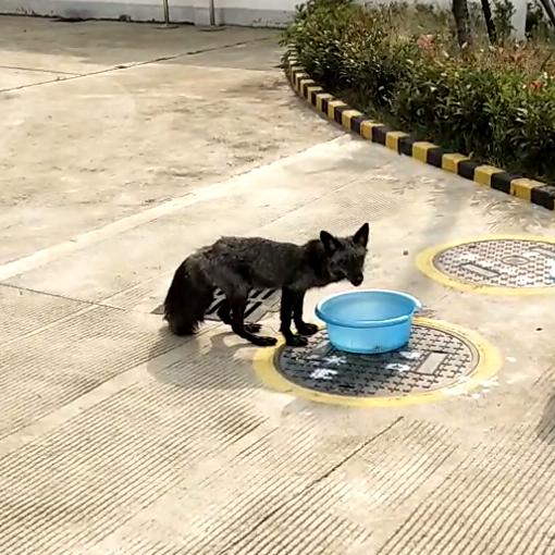 这样的鸟兽胖友圈,你见过吗?