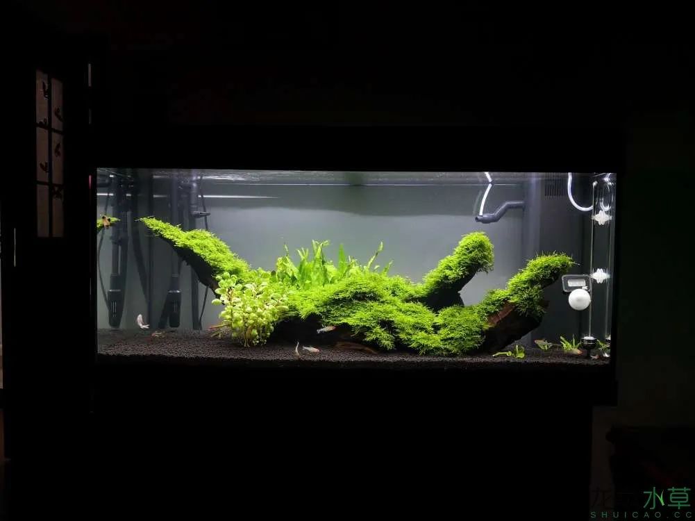 莫斯树草缸造景diy教程,不需要二氧化碳的草缸造景