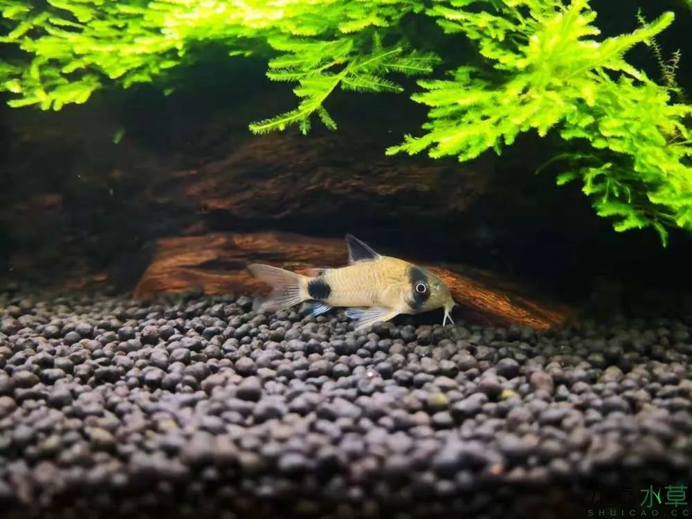 莫斯树草缸造景diy教程,不需要二氧化碳的草缸造景