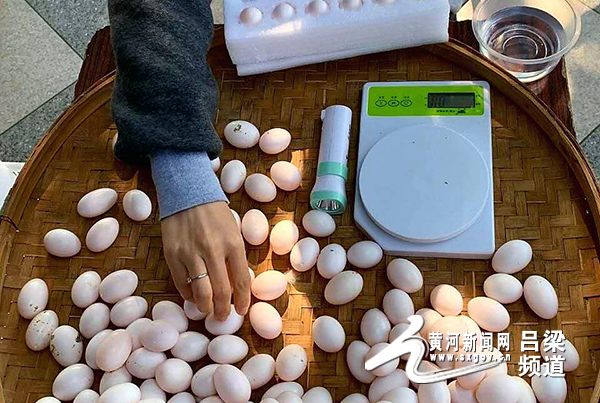 吕梁信鸽市场在哪里,吕梁信鸽批发市场