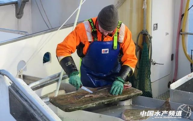 春节将至三文鱼销量暴涨13倍,三文鱼订单暴增