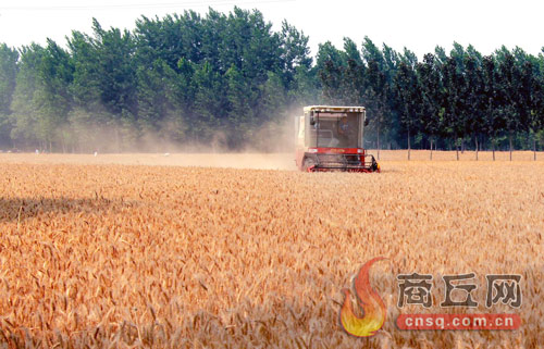坚决守牢粮食安全,守牢粮食能源安全
