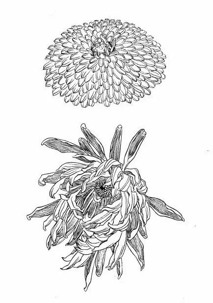 白描菊花国画如何上色,国画白描菊花图片大全