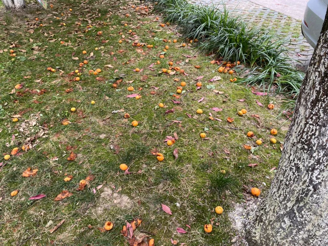 浙江一小区里随处可见的这东西,店里卖到15.8元一斤!居民随便捡