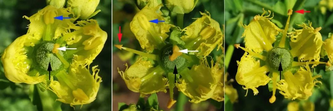 非诚勿扰中姓叶的,非诚勿扰百花争艳女嘉宾