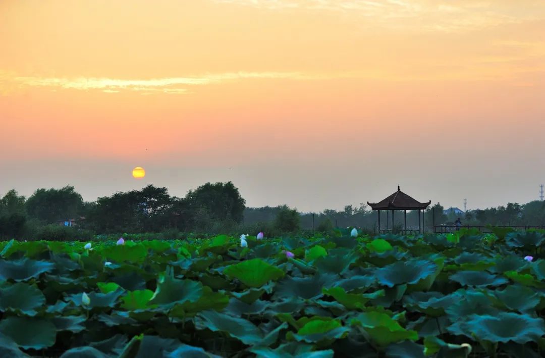 淮阳的荷花真美,又到了赏荷花的季节家门口的美景