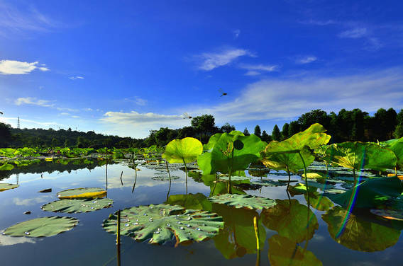淮阳的荷花真美,又到了赏荷花的季节家门口的美景