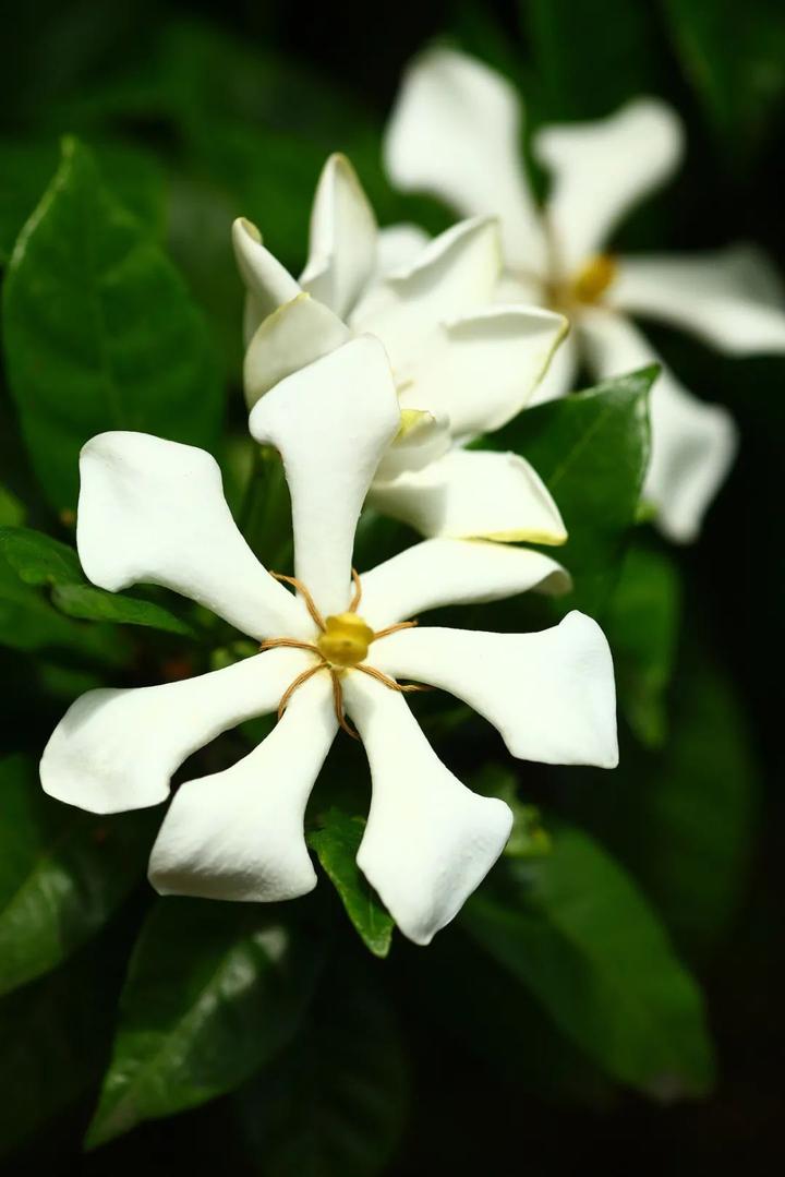 山支花如何炒好吃,清炒山支花的家常做法