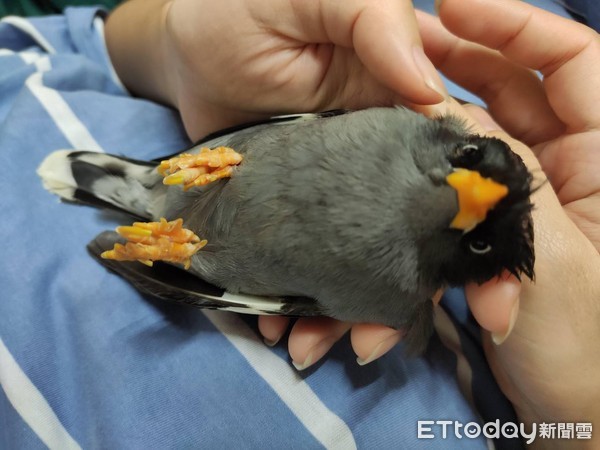 家里养了56只企鹅,家里养了一个企鹅宝宝是什么体验