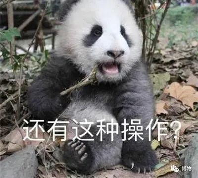 大熊猫一生没有彩色照片,大熊猫的愿望彩色照片