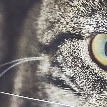 大熊猫一生没有彩色照片,大熊猫的愿望彩色照片